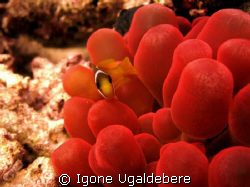 baby clown fish on red anemone by Igone Ugaldebere 